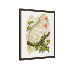 Placa xilográfica coloreada de cacatúa de pico fino (Cacatua tenuirostris) de Alexander Francis Lydon.
