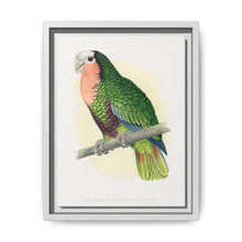 Red-Throated White-Fronted Amazon (Amazona leucocephala) colored wood-engraved plate by Alexander Francis Lydon. - NOMADEN ART GALLERY