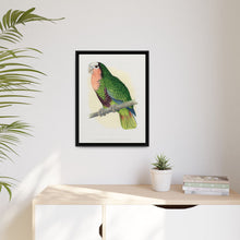 Red-Throated White-Fronted Amazon (Amazona leucocephala) colored wood-engraved plate by Alexander Francis Lydon.
