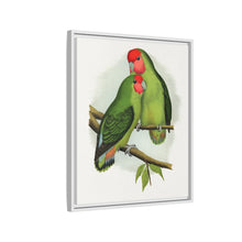 Rosy-Faced Love-Bird (Agapornis roseicollis) colored wood-engraved plate by Alexander Francis Lydon.