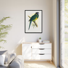 Bauer's Parrakeet (Barnardius zonarius) colored wood-engraved plate by Alexander Francis Lydon.