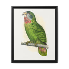 Jamaica Parrot (Amazona collaria) colored wood-engraved plate by Alexander Francis Lydon - NOMADEN ART GALLERY