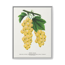 White grape lithograph. Digitally enhanced from our own original 1900 edition plates of Botanical Specimen published by Rochester Lithographing - NOMADEN ART GALLERY