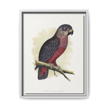Dusky or Violet Parrot (Pionus fuscus) colored wood-engraved plate by Alexander Francis Lydon. - NOMADEN ART GALLERY