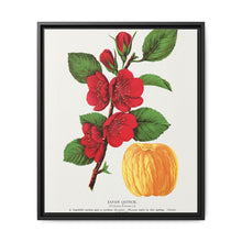 Japan Quince tree lithograph. Digitally enhanced from our own original 1900 edition plates of Botanical Specimen published by Rochester Lithographing - NOMADEN ART GALLERY