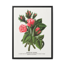 Pink roses, Crested Moss lithograph. Digitally enhanced from our own original 1900 edition plates of Botanical Specimen published by Rochester Lithographing - NOMADEN ART GALLERY
