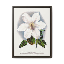 Clematis flower lithograph. Digitally enhanced from our own original 1900 edition plates of Botanical Specimen published by Rochester Lithographing - NOMADEN ART GALLERY