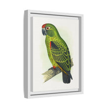 Placa grabada en madera de color loro de Jardine (Poicephalus gulielmi gulielmi) de Alexander Francis Lydon. 