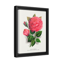 Pink rose, Anna De Diesbach lithograph. Digitally enhanced from our own original 1900 edition plates of Botanical Specimen published by Rochester Lithographing - NOMADEN ART GALLERY
