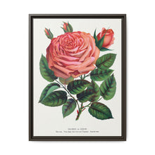 Pink rose, Glorie de Dijon lithograph. Digitally enhanced from our own original 1900 edition plates of Botanical Specimen published by Rochester Lithographing - NOMADEN ART GALLERY