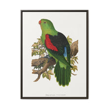 Red-winged parakeet (Aprosmictus erythropterus) colored wood-engraved plate by Alexander Francis Lydon - NOMADEN ART GALLERY