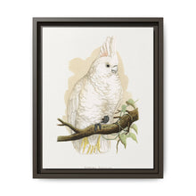 Goffin's Cockatoo (Cacatua goffiniana) colored wood-engraved plate by Alexander Francis Lydon. - NOMADEN ART GALLERY