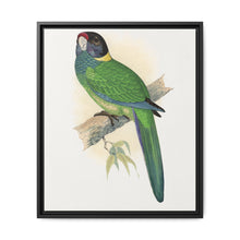 Yellow-Naped Parrakeet (Platycercus Baueri) colored wood-engraved plate by Alexander Francis Lydon. - NOMADEN ART GALLERY