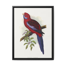 Pennant's Parrakeet (Platycercus elegans) colored wood-engraved plate by Alexander Francis Lydon - NOMADEN ART GALLERY