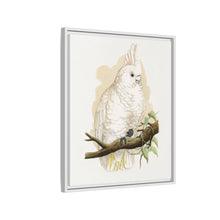 Goffin's Cockatoo (Cacatua goffiniana) colored wood-engraved plate by Alexander Francis Lydon.