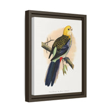 Pale-Headed or Mealy Rosella (Platycercus adscitus) colored wood-engraved plate by Alexander Francis Lydon.