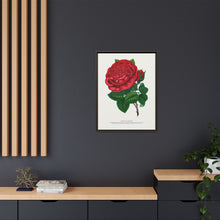 Red rose, American Beauty lithograph. Digitally enhanced from our own original 1900 edition plates of Botanical Specimen published by Rochester Lithographing