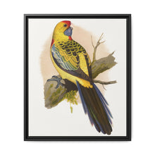 Yellow-Rumped Parrakeet (Platycercus elegans flaveolus) colored wood-engraved plate by Alexander Francis Lydon. - NOMADEN ART GALLERY
