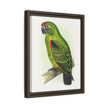 Placa grabada en madera de color loro de Jardine (Poicephalus gulielmi gulielmi) de Alexander Francis Lydon. 