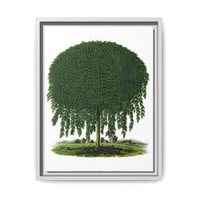 Kilmarnock Weeping Willow tree lithograph. Digitally enhanced from our own original 1900 edition plates of Botanical Specimen published by Rochester Lithographing - NOMADEN ART GALLERY