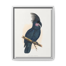 Great Black Cockatoo (Probosciger aterrimus) colored wood-engraved plate by Alexander Francis Lydon - NOMADEN ART GALLERY