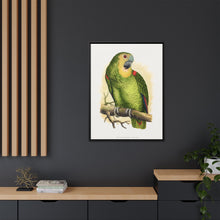 Blue-Fronted Amazon (Amazona aestiva) colored wood-engraved plate by Alexander Francis Lydon