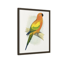 Sun Parrakeet (Aratinga solstitialis) colored wood-engraved plate by Alexander Francis Lydon