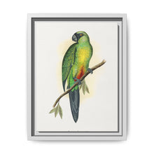 Masked Parrakeet (Prosopeia personata) colored wood-engraved plate by Alexander Francis Lydon