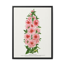 Prunus Triloba flower lithograph. Digitally enhanced from our own original 1900 edition plates of Botanical Specimen published by Rochester Lithographing - NOMADEN ART GALLERY
