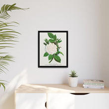 Rose, Perpetual White Moss lithograph. Digitally enhanced from our own original 1900 edition plates of Botanical Specimen published by Rochester Lithographing