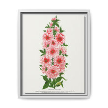Prunus Triloba flower lithograph. Digitally enhanced from our own original 1900 edition plates of Botanical Specimen published by Rochester Lithographing - NOMADEN ART GALLERY