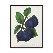 Niagara plum lithograph. Digitally enhanced from our own original 1900 edition plates of Botanical Specimen published by Rochester Lithographing - NOMADEN ART GALLERY