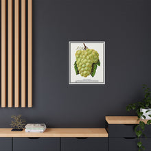 Green Mountain grape lithograph. Digitally enhanced from our own original 1900 edition plates of Botanical Specimen published by Rochester Lithographing