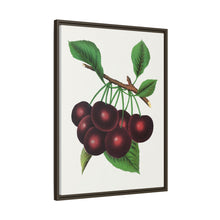 Black Tartarian cherry lithograph. Digitally enhanced from our own original 1900 edition plates of Botanical Specimen published by Rochester Lithographing