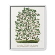 Hardy Magnolia tree lithograph. Digitally enhanced from our own original 1900 edition plates of Botanical Specimen published by Rochester Lithographing - NOMADEN ART GALLERY