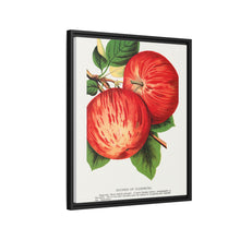 Duchess of Oldenburg apples lithograph from Botanical Specimen published by Rochester Lithographing