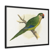 Golden-Crowned Conure (Aratinga auricapillus) colored wood-engraved plate by Alexander Francis Lydon