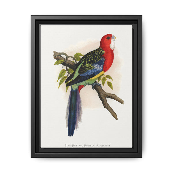 Rose-Hill or Rosella Parrakeet (Platycercus eximius) colored wood-engraved plate by Alexander Francis Lydon - NOMADEN ART GALLERY