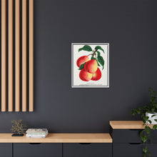 Vermont Beauty pear lithograph. Digitally enhanced from our own original 1900 edition plates of Botanical Specimen published by Rochester Lithographing