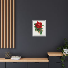 Red rose, Alfred Colomb lithograph. Digitally enhanced from our own original 1900 edition plates of Botanical Specimen published by Rochester Lithographing