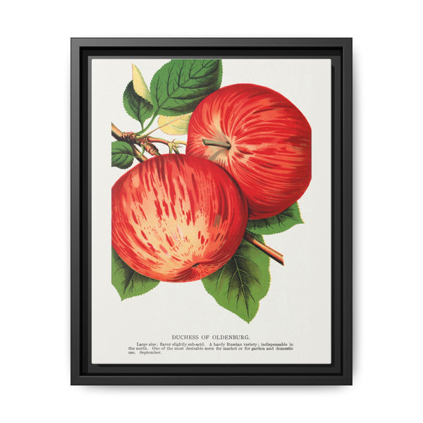 Duchess of Oldenburg apples lithograph from Botanical Specimen published by Rochester Lithographing - NOMADEN ART GALLERY
