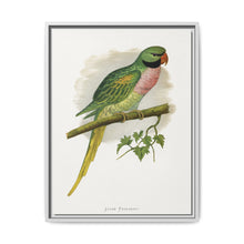 Javan Parrakeet (Psittacula alexandri) colored wood-engraved plate by Alexander Francis Lydon. - NOMADEN ART GALLERY
