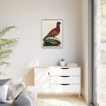 A horned Indian pheasant standing on the grass by J. Pass after J. E. Ihle.