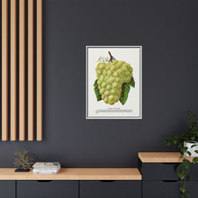 Green Mountain grape lithograph. Digitally enhanced from our own original 1900 edition plates of Botanical Specimen published by Rochester Lithographing