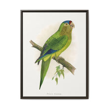 Petz's Conure (Aratinga canicularis) colored wood-engraved plate by Alexander Francis Lydon - NOMADEN ART GALLERY