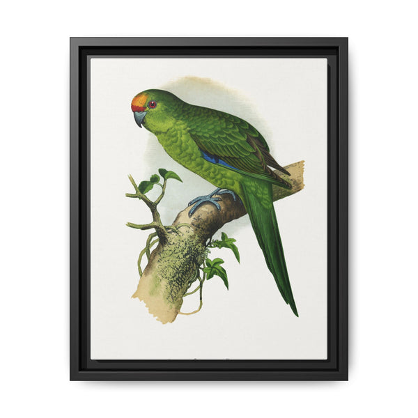 Golden-Crowned Parrakeet (Cyanoramphus auriceps) colored wood-engraved plate by Alexander Francis Lydon - NOMADEN ART GALLERY