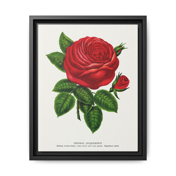 Red rose, General Jacquemont flower lithograph. Digitally enhanced from our own original 1900 edition plates of Botanical Specimen published by Rochester Lithographing - NOMADEN ART GALLERY
