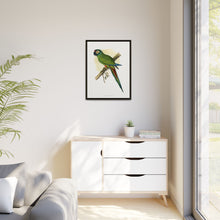 llliger's Macaw (Primolius maracana) colored wood-engraved plate by Alexander Francis Lydon