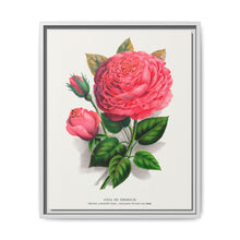 Pink rose, Anna De Diesbach lithograph. Digitally enhanced from our own original 1900 edition plates of Botanical Specimen published by Rochester Lithographing - NOMADEN ART GALLERY
