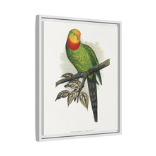 Barraband's Parakeet (Polytelis swainsonii) colored wood-engraved plate by Alexander Francis Lydon